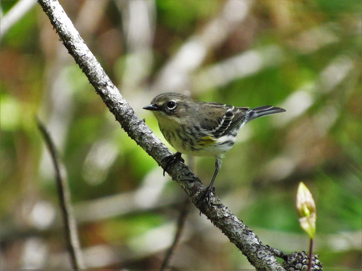 Yellow-rumped Warbler (Myrtle) - ML45909181