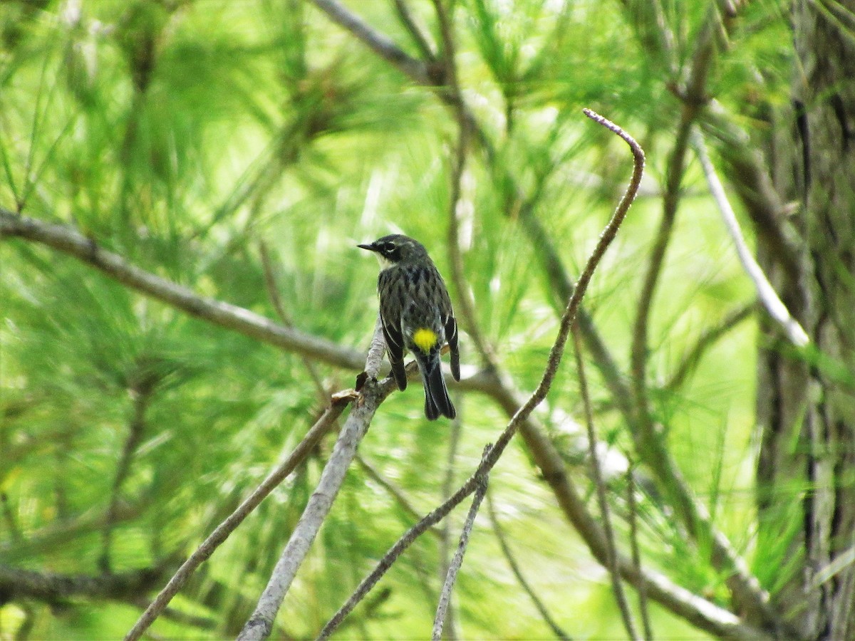 Yellow-rumped Warbler (Myrtle) - ML45909191