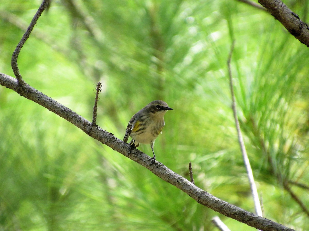 Yellow-rumped Warbler (Myrtle) - ML45909261