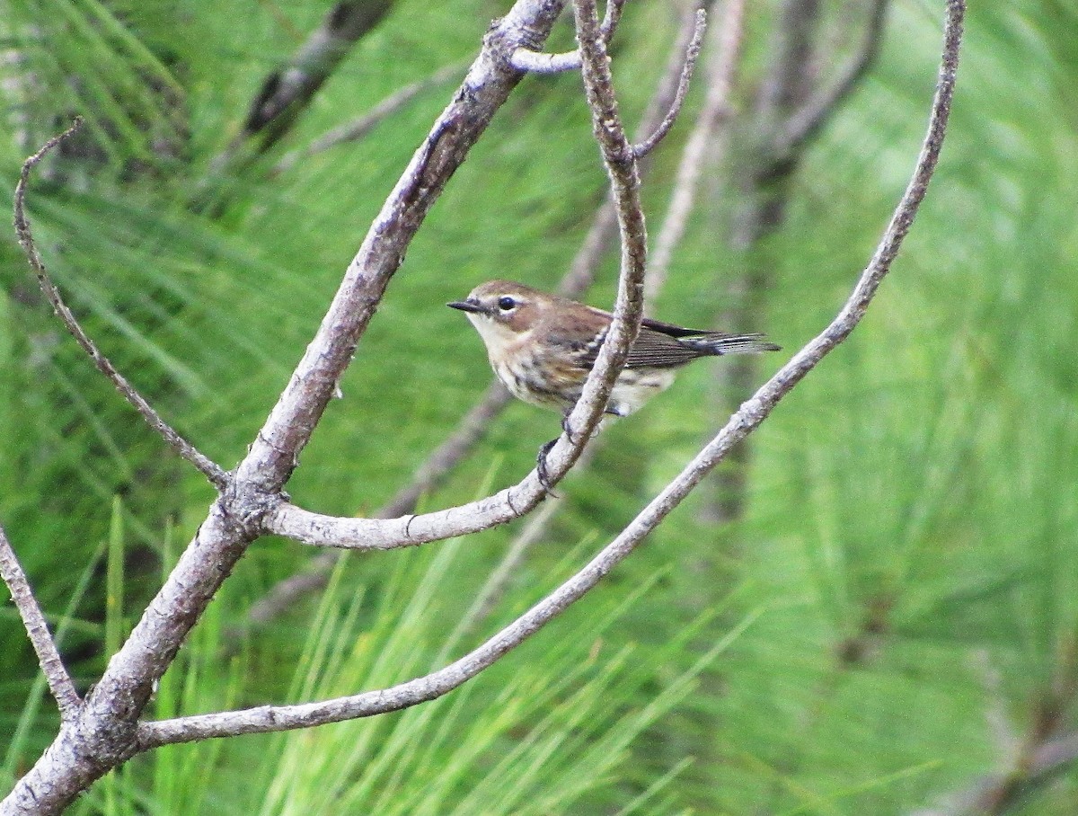 Yellow-rumped Warbler (Myrtle) - ML45909341