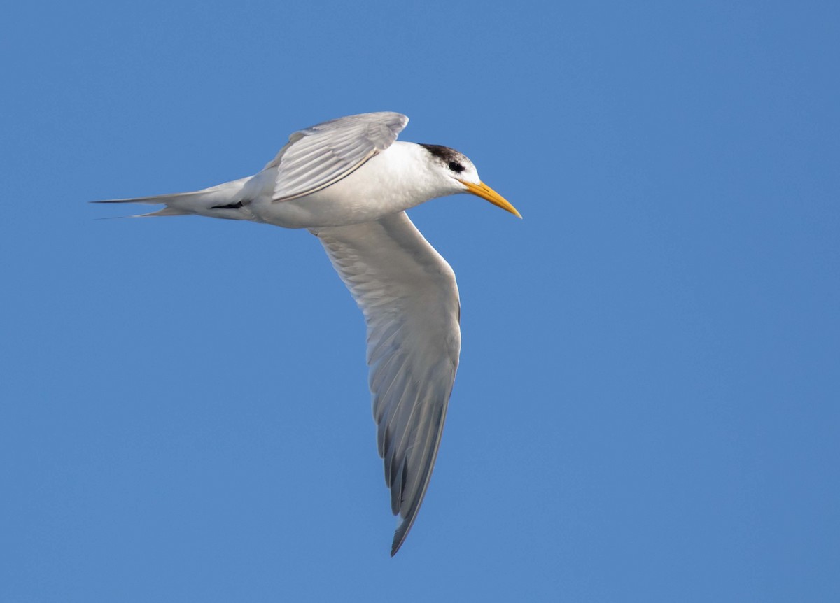 Great Crested Tern - ML459093931