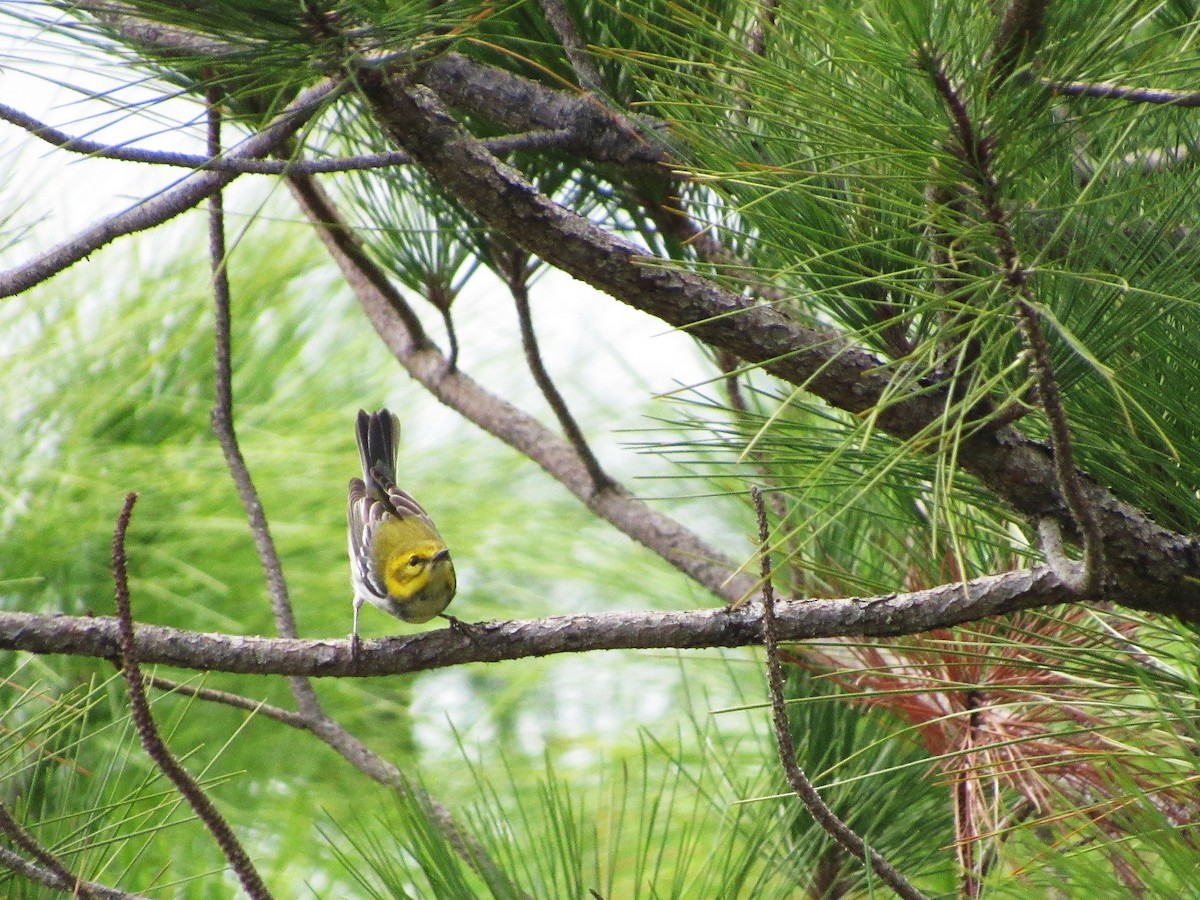 Black-throated Green Warbler - ML45909411