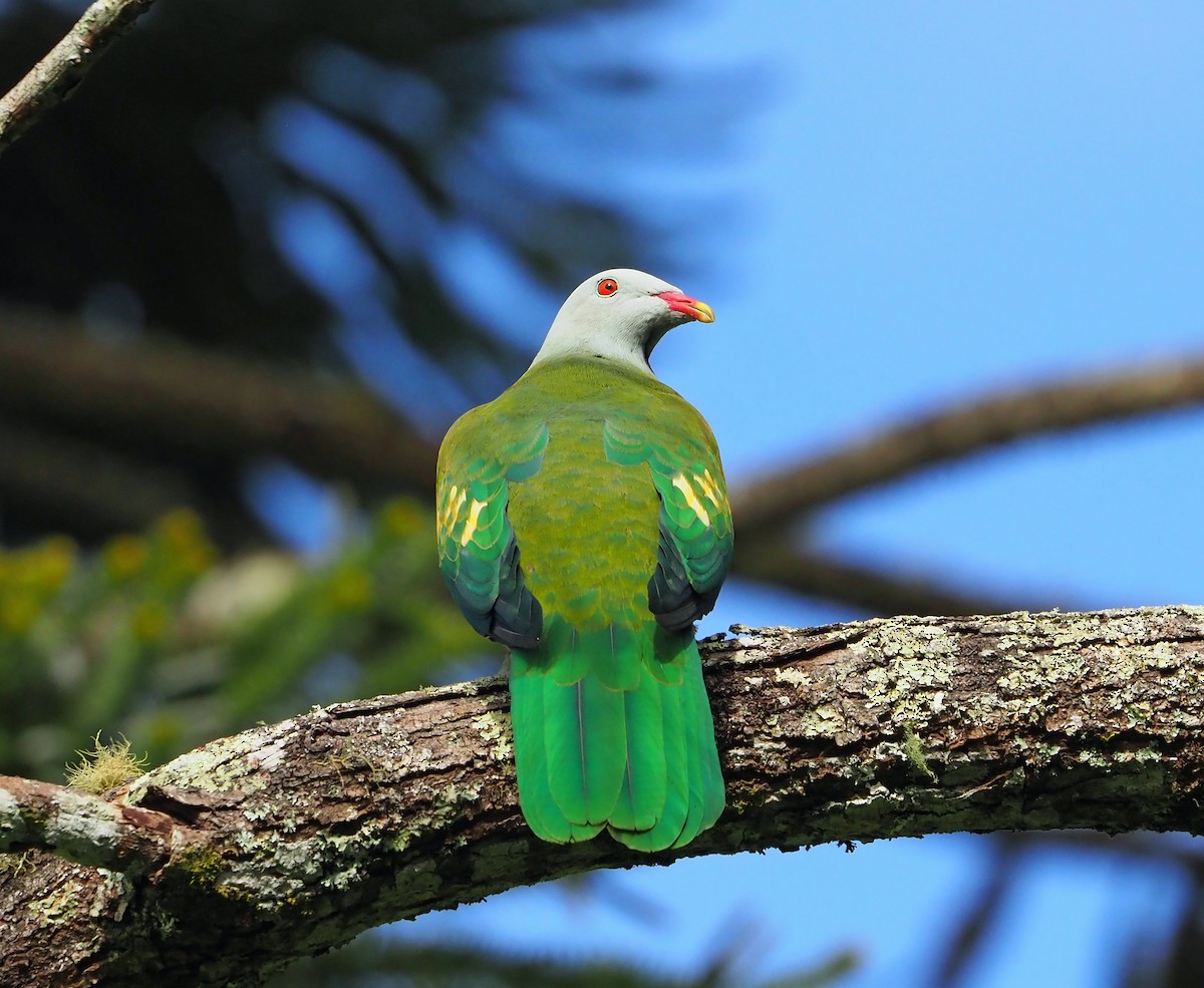 Wompoo Fruit-Dove - Sue Lee