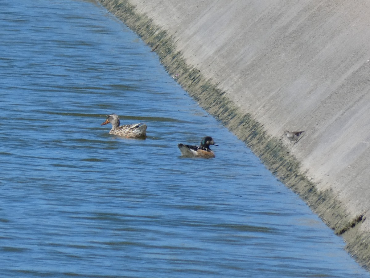 Chiloe Wigeon - Francisco José Del Río Sánchez