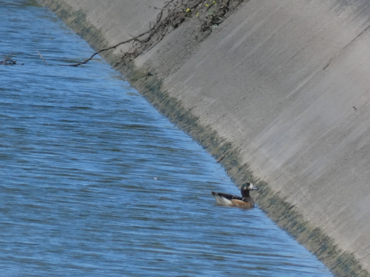 Chiloe Wigeon - Francisco José Del Río Sánchez