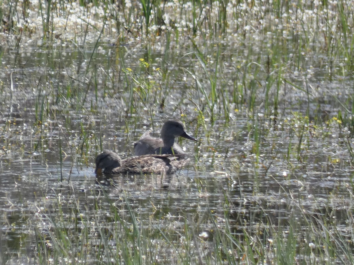 dabbling duck sp. - Francisco José Del Río Sánchez