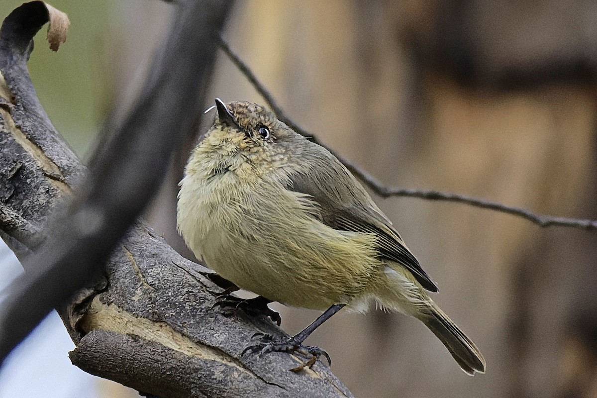 Western Thornbill - ML459096441