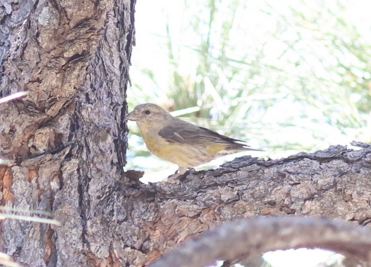 Red Crossbill - ML459096891