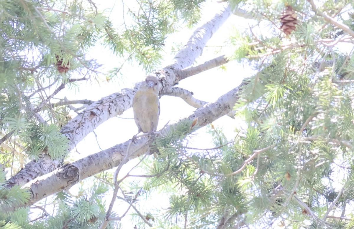 Red Crossbill - ML459096901