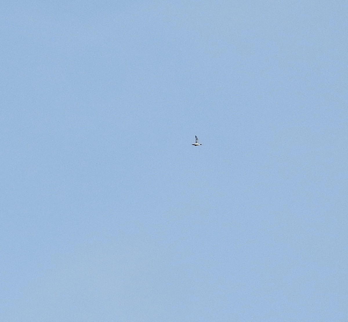 Common Loon - ML459097241