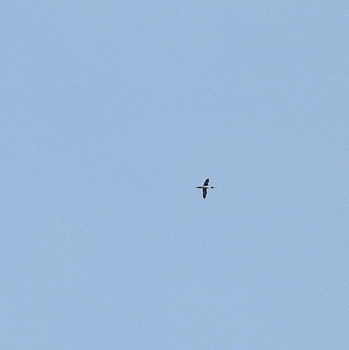 Common Loon - ML459097341