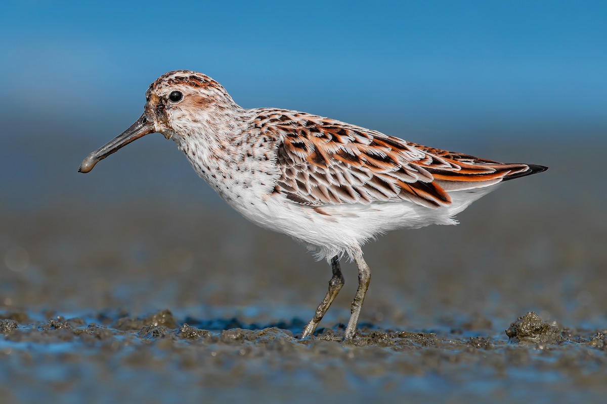 Broad-billed Sandpiper - Natthaphat Chotjuckdikul