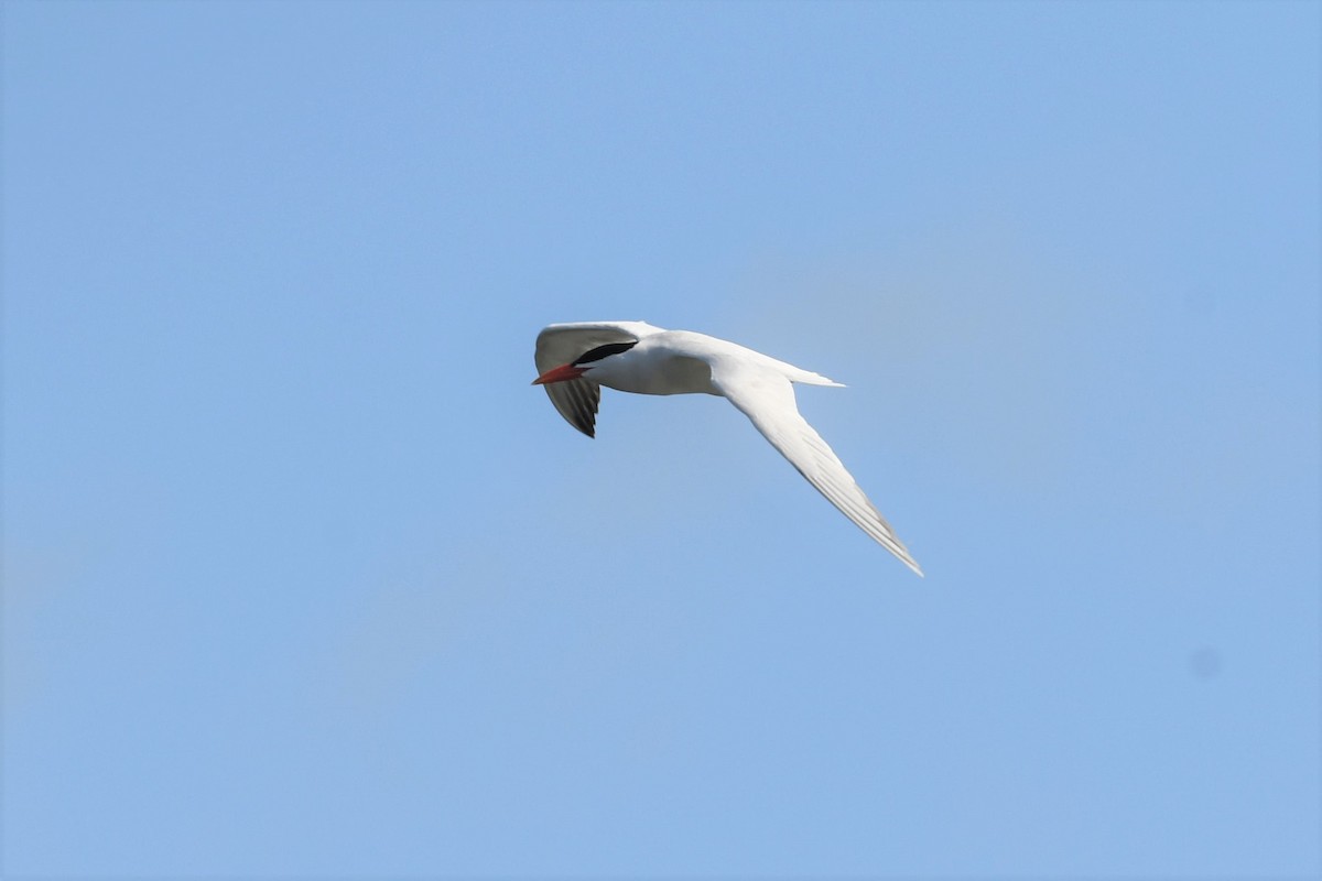 Caspian Tern - Tim Metcalf