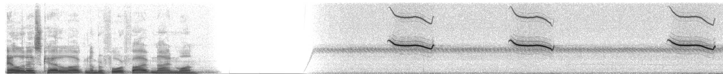Breitspiegel-Nachtschwalbe (ruficervix) - ML4591