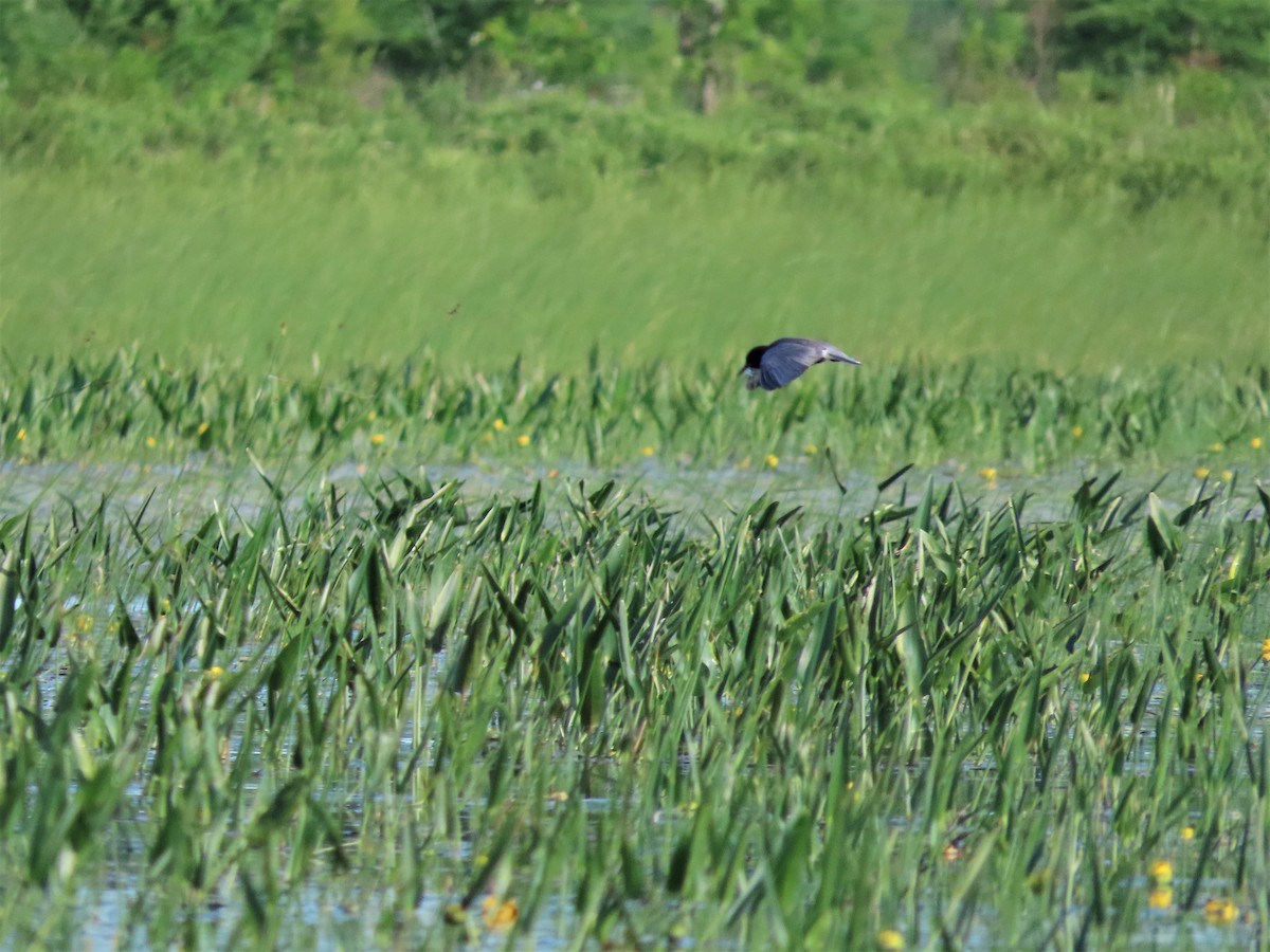 Black Tern - tom aversa