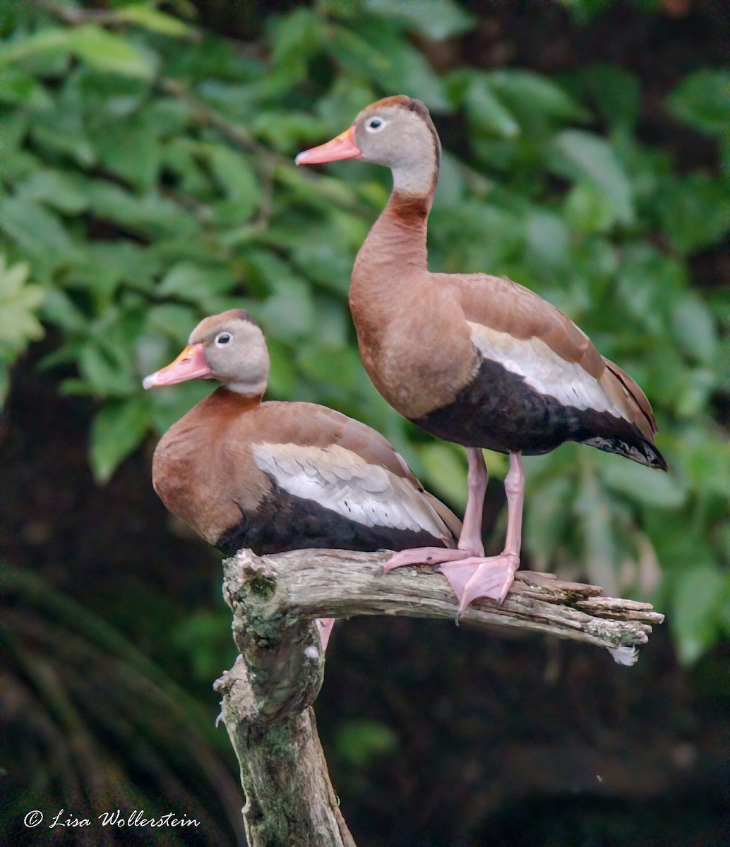 Black-bellied Whistling-Duck - ML459100791