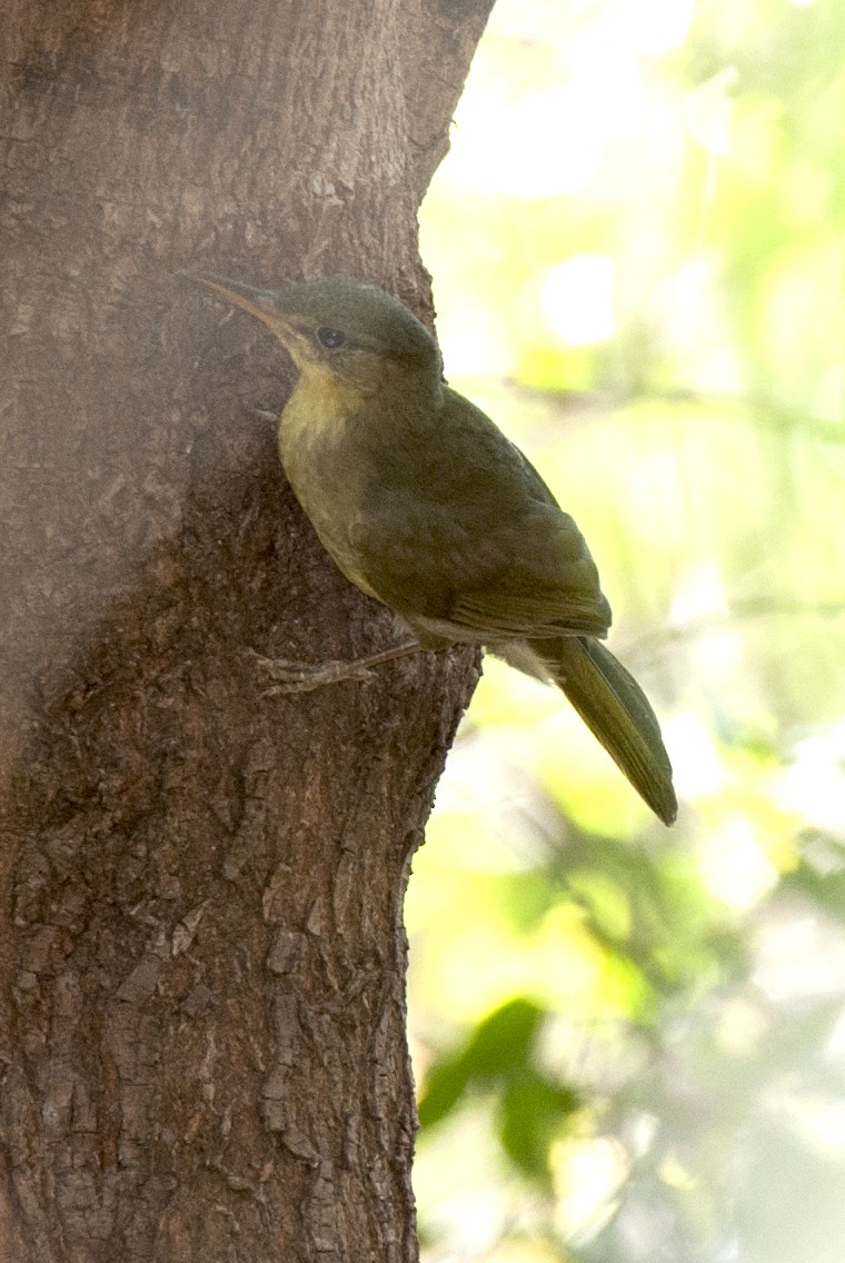 Long-billed Bernieria - Laurence Green