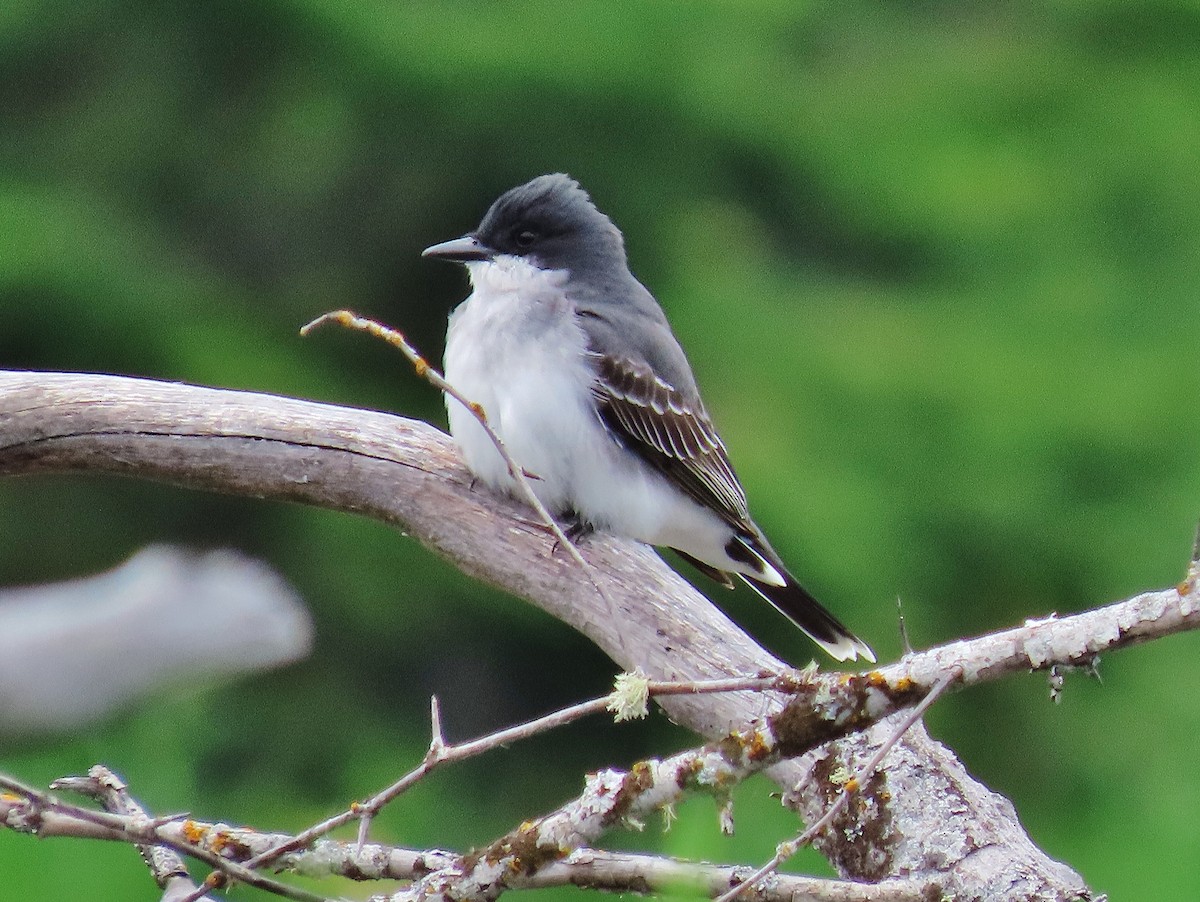 Eastern Kingbird - Craig Johnson