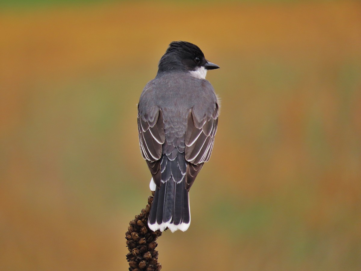 Schieferrücken-Königstyrann - ML459102571