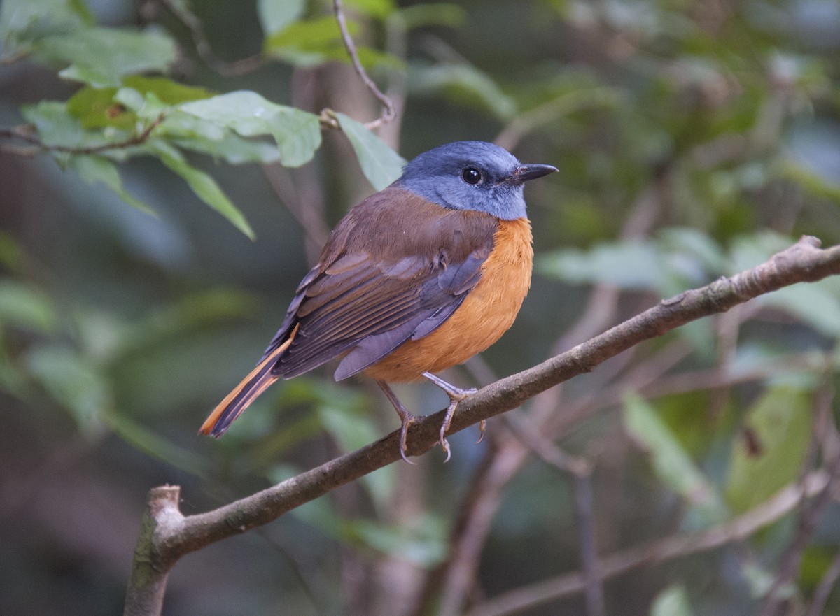 Amber Mountain Rock-Thrush - ML459103231