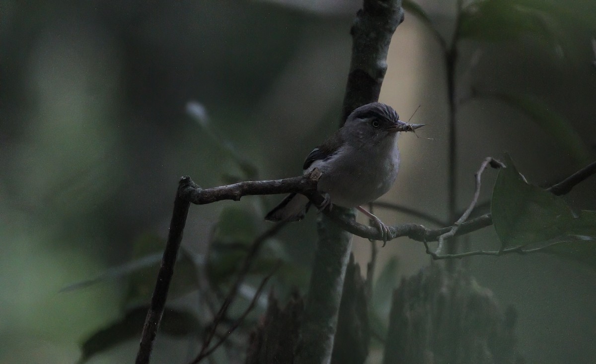 Blue-winged Minla - Ashish John