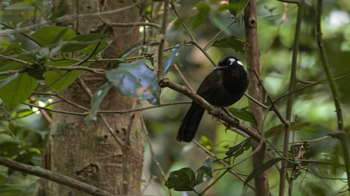 Cambodian Laughingthrush - ML459104771