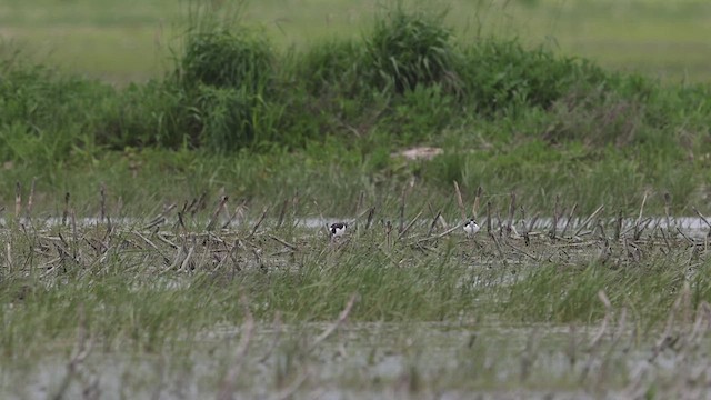 Black-necked Stilt - ML459105201