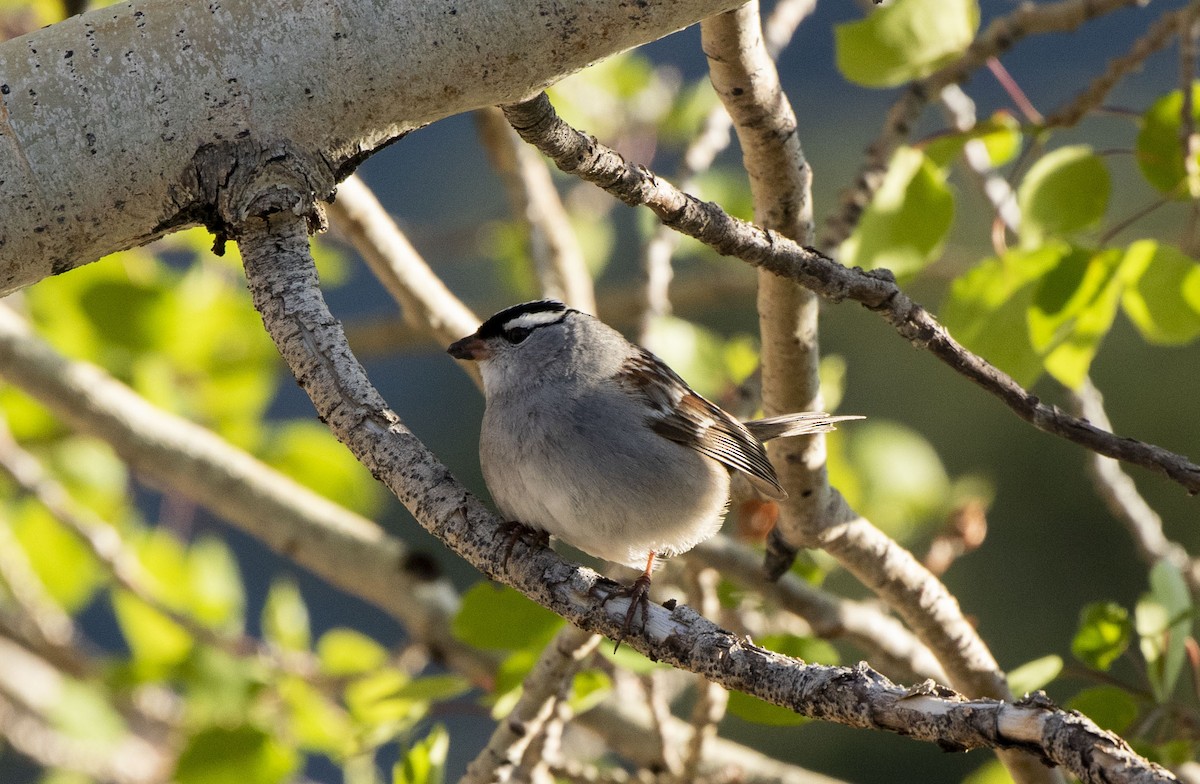 White-crowned Sparrow - ML459105451