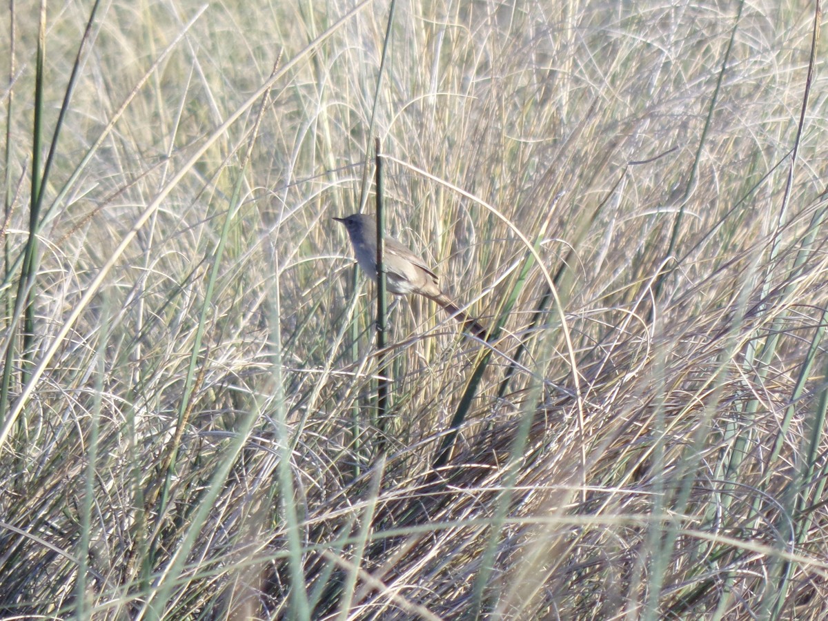 Sharp-billed Canastero - Martin  Juarez