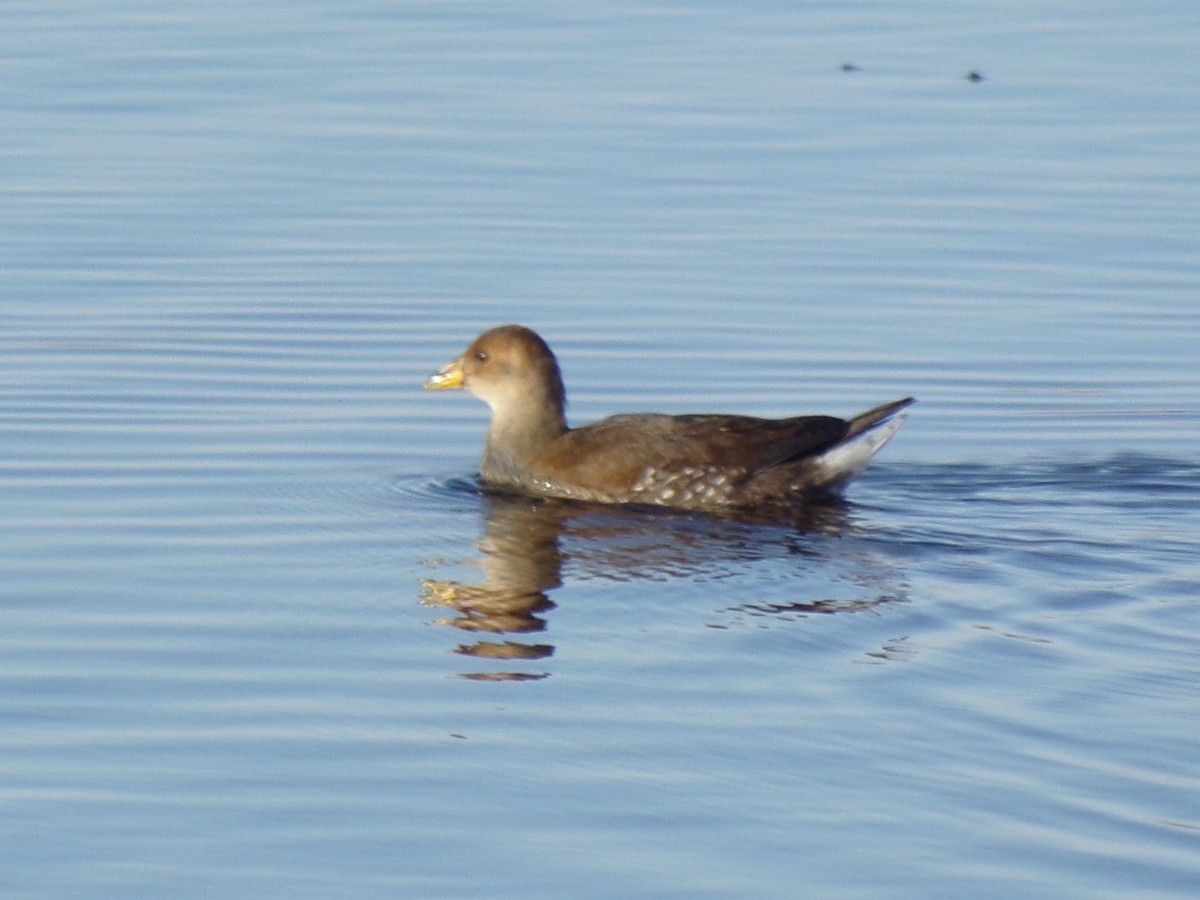 Spot-flanked Gallinule - ML459105681