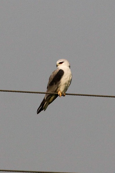 Black-winged Kite - ML45910841