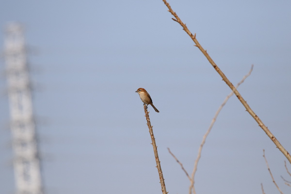 Bull-headed Shrike - ML459108631