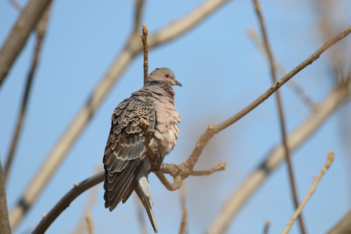 Oriental Turtle-Dove - ML459108681