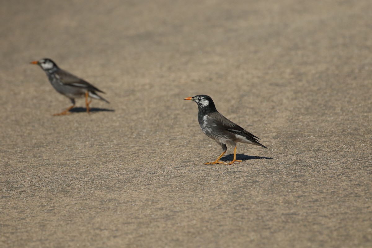 White-cheeked Starling - ML459108731