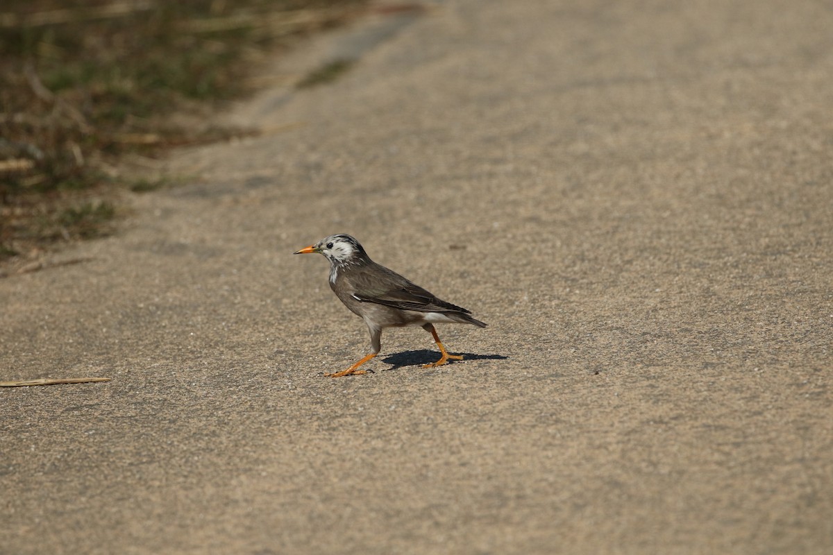 White-cheeked Starling - ML459108751