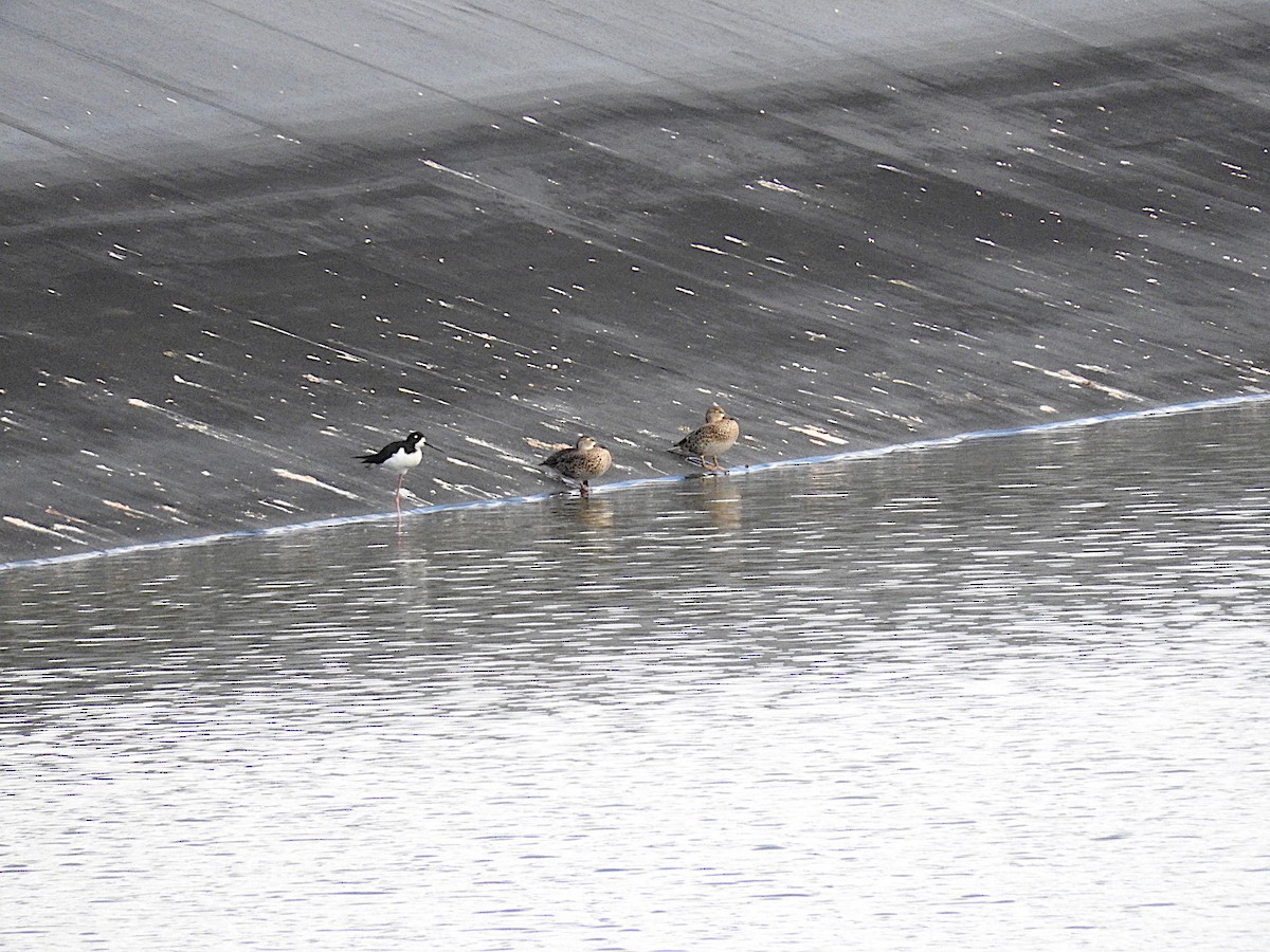 Blue-winged Teal - ML459109871