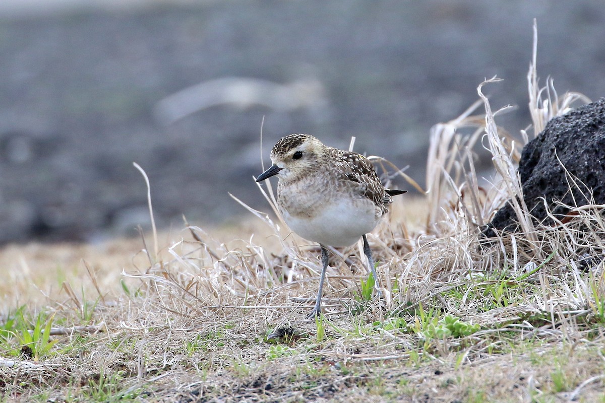 Pacific Golden-Plover - Atsushi Shimazaki