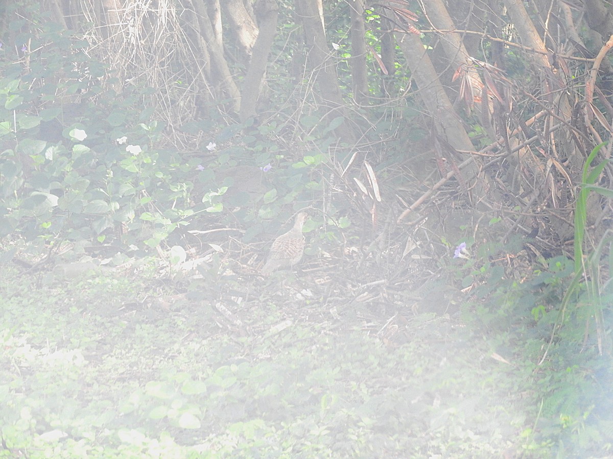 Gray Francolin - ML459110741