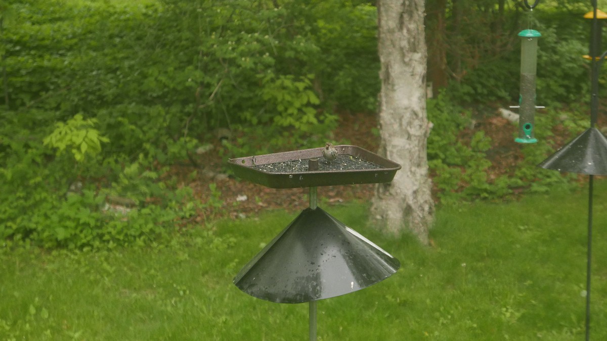 Redpoll (Common) - ML459110761