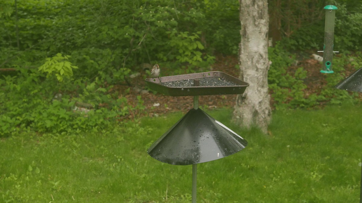 Redpoll (Common) - ML459110791