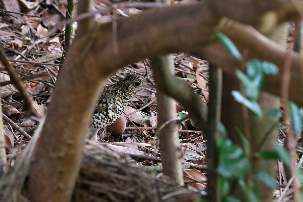 White's Thrush - ML459112891