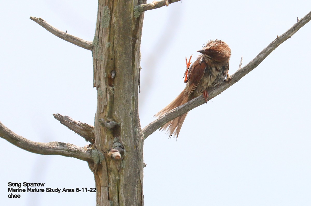 Song Sparrow - ML459113711