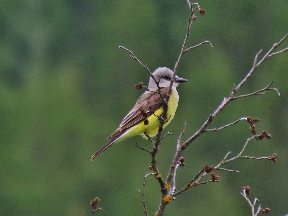 Western Kingbird - ML459113881