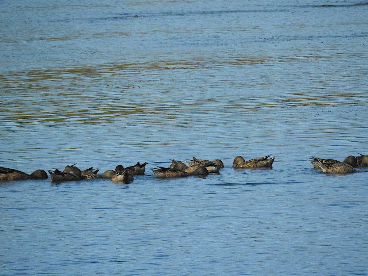 Northern Shoveler - ML459115001