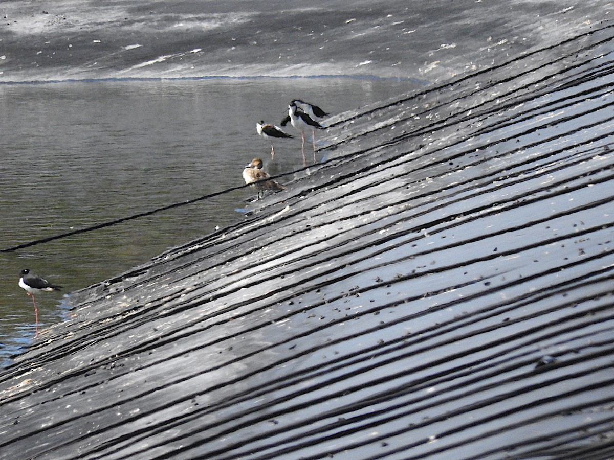 Northern Pintail - ML459115331