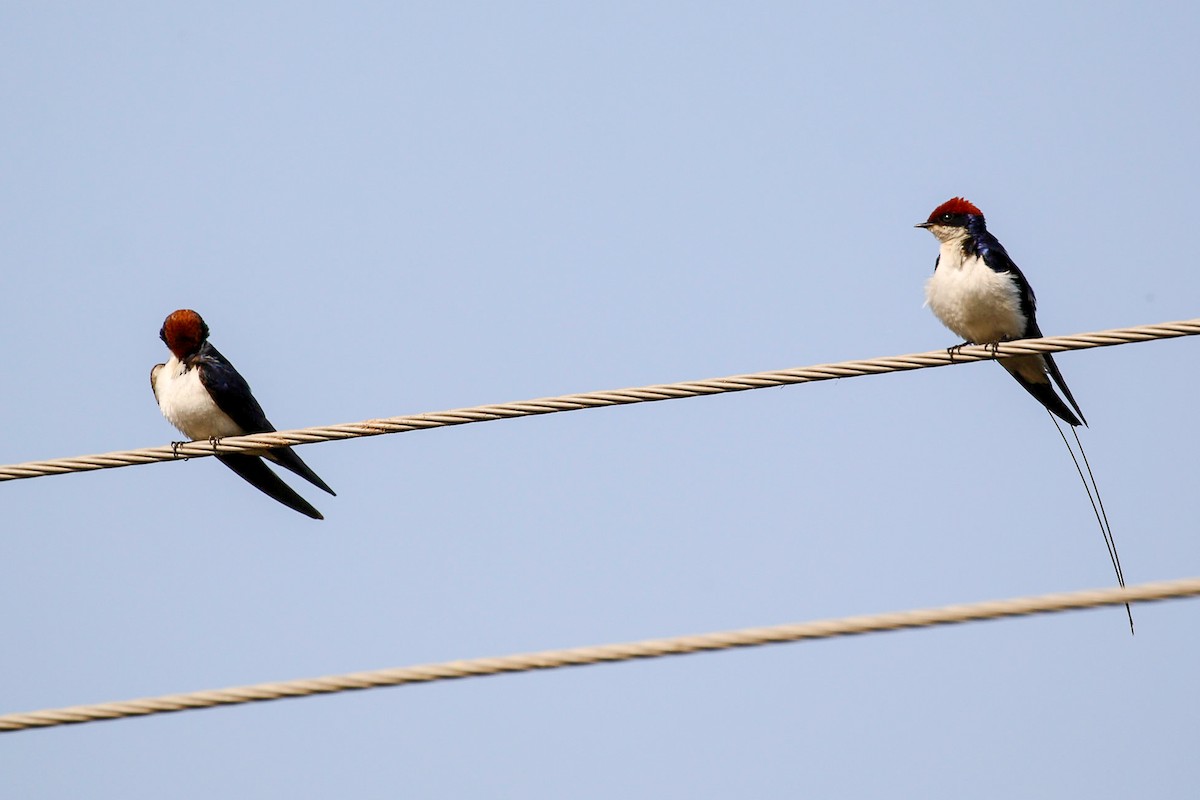 Wire-tailed Swallow - ML45911571