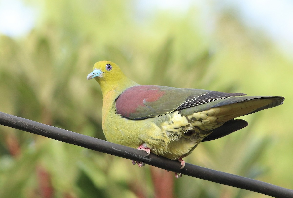 Wedge-tailed Green-Pigeon - Ashray Kamath