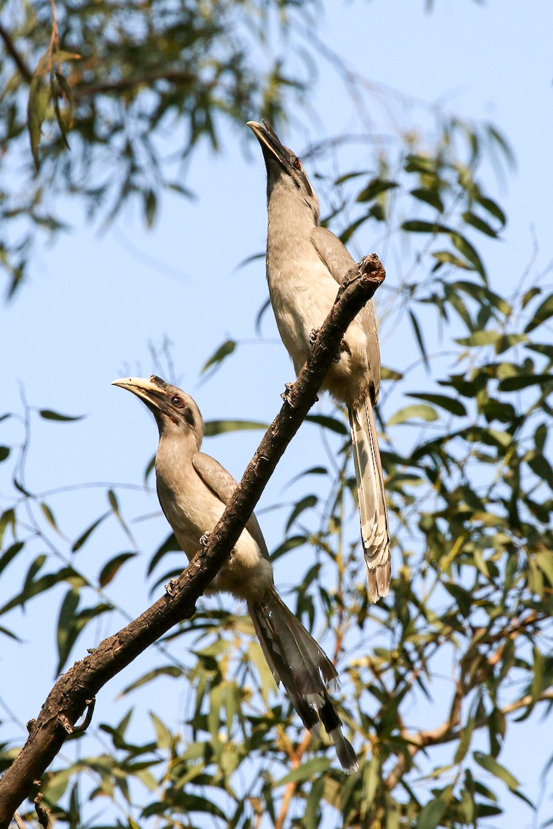 Indian Gray Hornbill - ML45911791