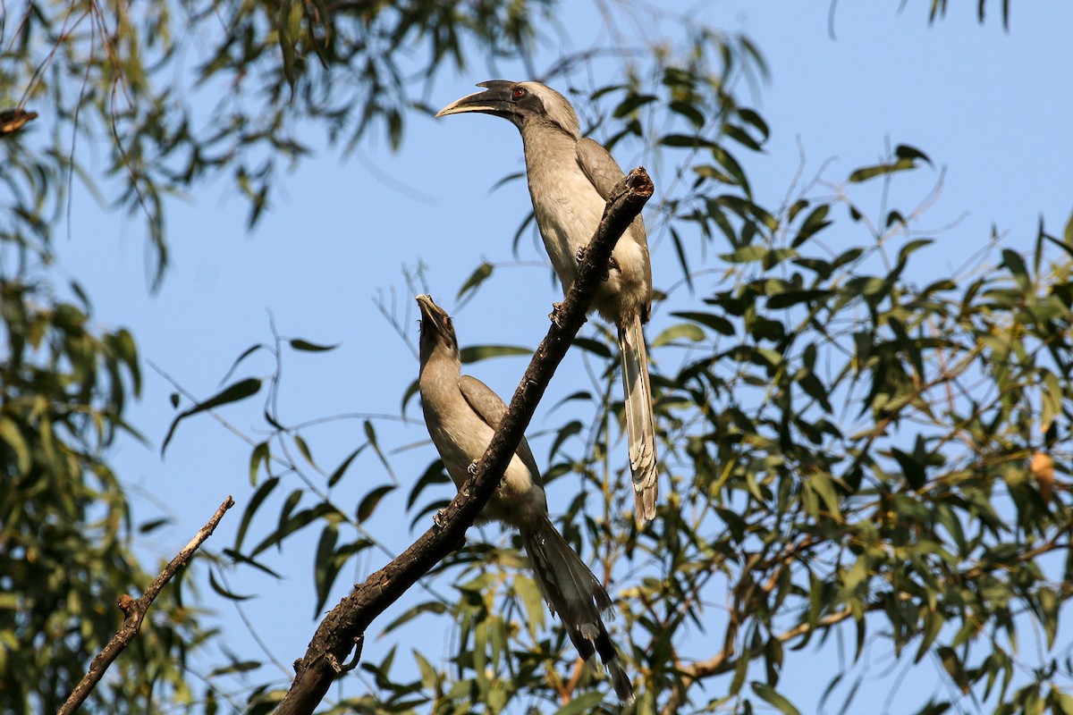 Indian Gray Hornbill - ML45911801