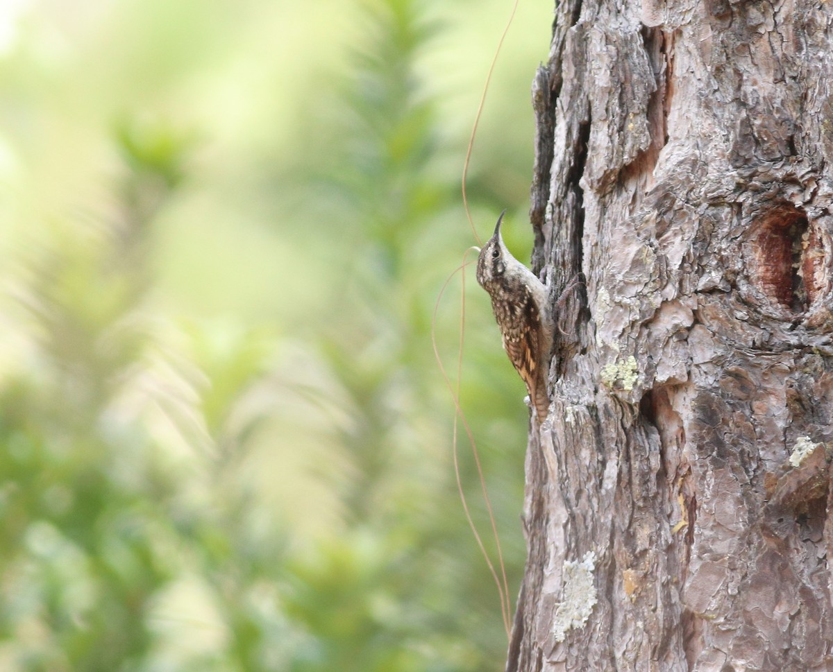 Bar-tailed Treecreeper - Ashray Kamath